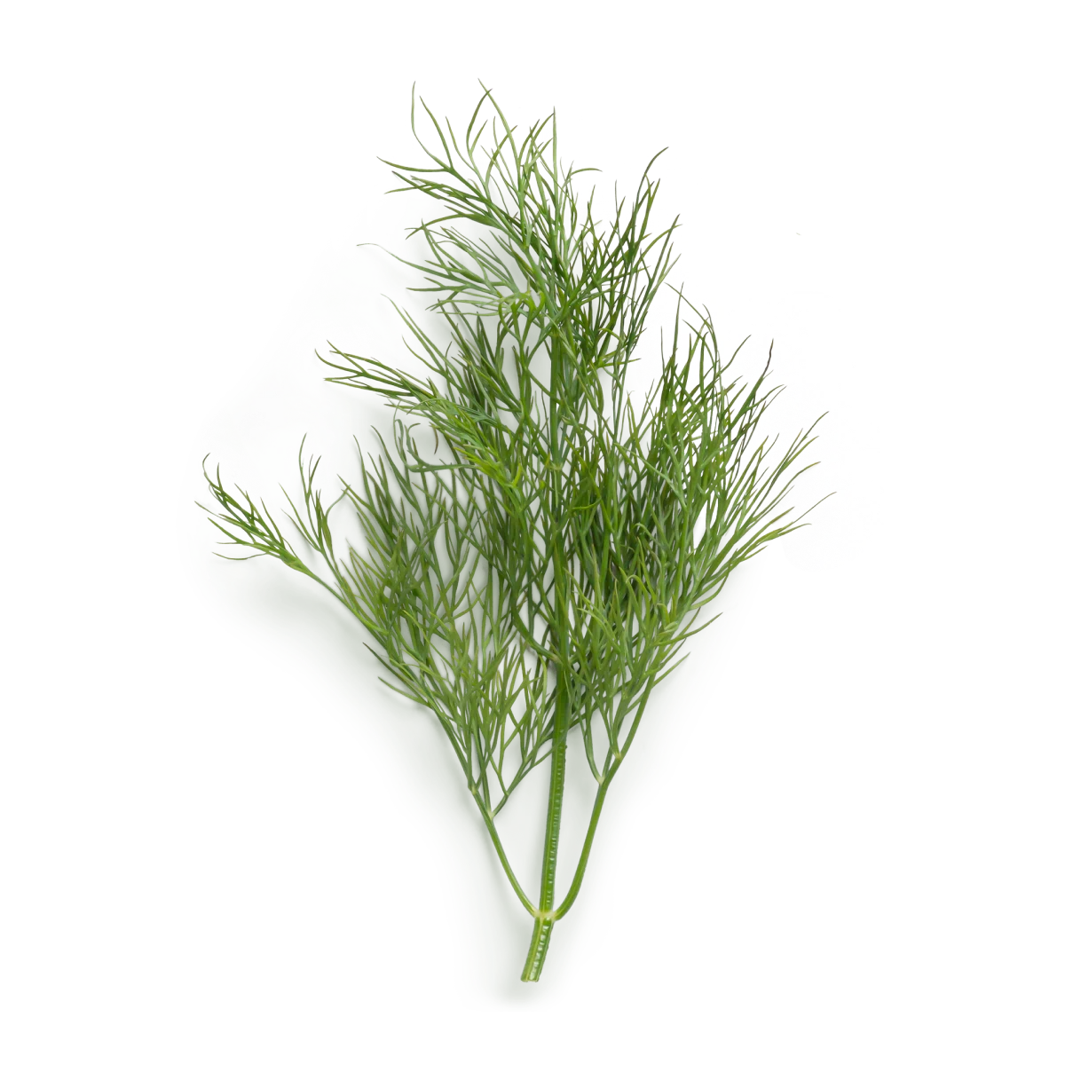 شوید زیستی